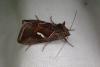 Macdunnoughia confusa